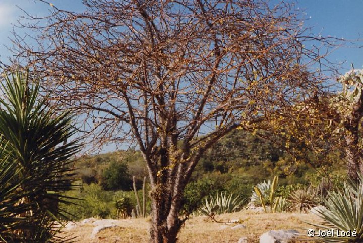 Leuenbergeria zinniflora, Sigua, Cu ©JL